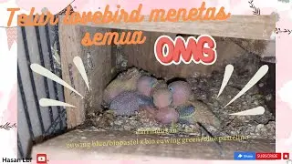 Telur lovebird menetas semua dari indukan split biola x biola
