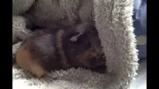 What Guinea Pigs Think!