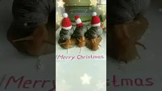Santa Snails 🎅 