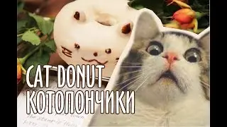 Cat donut🙀🐾😻| Котопончики🍩💖