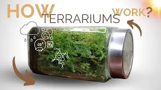 How closed terrariums work and the science behind them.