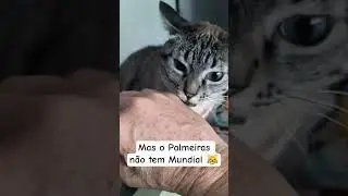 #diadosgatos