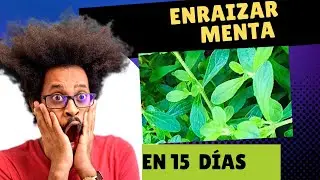 PROPAGAR MENTA en 15 días