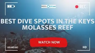 How to find the best dive spots in the Upper Florida Keys - 🌊 Molasses Reef - What you need to know!