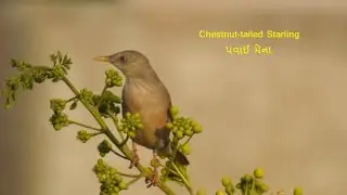 Chestnut-tailed Starling   / પવાઈ મૈના