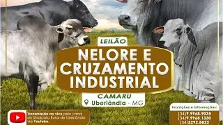 LEILÃO CAMARU - UBERLÂNDIA - MG - *LEILÃO GADO DE CORTE ESPECIAL*