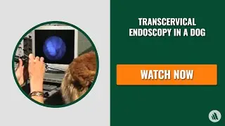 Transcervical endoscopy in a dog | Merck Veterinary Manual