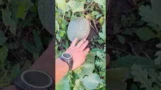 мини огород