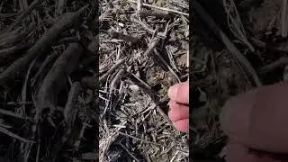 Civil War Relic right on top of the ground! 
