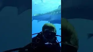 Огромная акула подкралась сзади! 