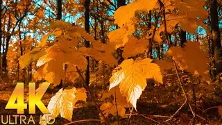 🍂 Прогулка в Осеннем Лесу — Пение Птиц для Расслабления и Успокоения