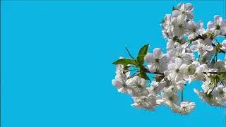 Tree green screen video, Green screen tree, tree green screen effect kinemaster, P-7