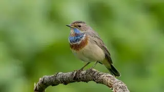 Bluethroat calling and sounds 4K