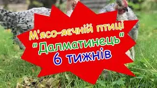 М'ясо-яєчна порода курей 