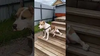 Стафф на культурном мероприятии #shortvideo #собака #staff #pitbull #стаффорд #юмор