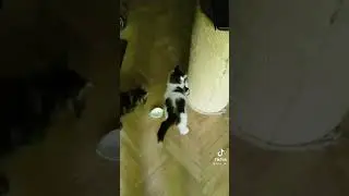 забавные кошки #прикол