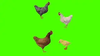 green screen hens and chick video. | hen and chick video. | chroma key