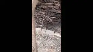 cat  cock  and my village