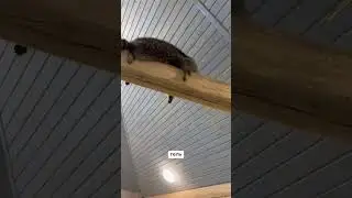 Вот так отдыхают еноты)