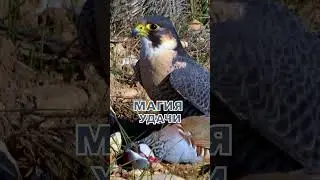 Магия удачи. Magic of luck.