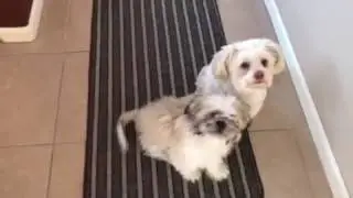 Puppy walks on 2 legs for treat!