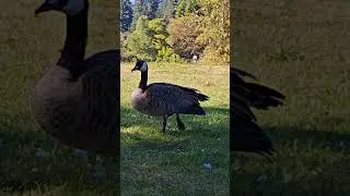 Canada goose at Vancouver BC