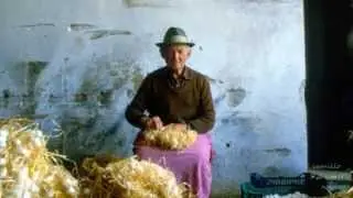 I campi persi, 1 - Moreri e cavalieri (gelsi e bachi da seta), Bachicoltura 1986