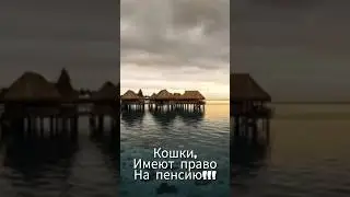 Интересные факты о кошках.🐱 