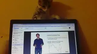 Кошка и машинное обучение