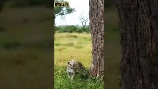 Majestic Leopard Climbing a Tree"#Leopard #Wildlife #Nature #BigCats