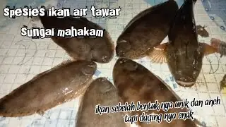 spesies unik ikan air tawar sungai mahakam