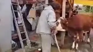 Молди корни димланганда