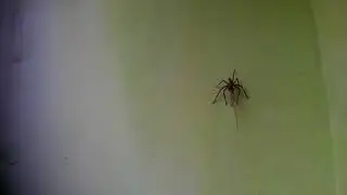 Berburu Cicak VS Gonggo
