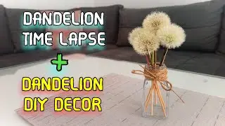 Dandelion Time Lapse | DIY Dandelion Decor