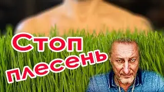 Пшеница  на Витграсс без плесени. Ситиферма Зеленый Босс 