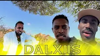 Can camel bite? |Geella dadka ma qaniinaa? #Dhaxal @Faraskamadow1 #Faraskamadow