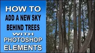 Add A New Sky Behind Trees