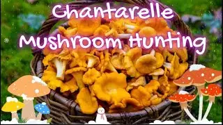 Chantarelle Mushroom Hunting