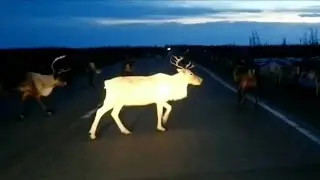 Великая Россия!..