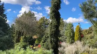 ХВОЙНЫЕ в Парке садов, в том числе и редкие + коллекционные РОДОДЕНДРОНЫ 🌱 Park der Gärten