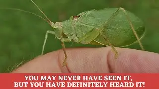 Remember: What Katydid in the forest, stays in the forest!