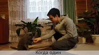 Когда научил кота дать пятюню
