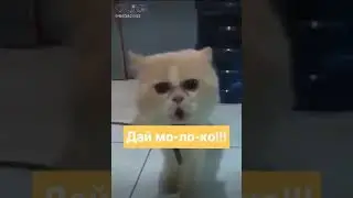 Кот ругается и кричит на хозяина 🕶