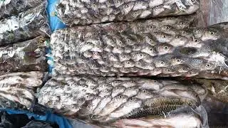 Cantik susunan kepala ikan sungai..😁😁😁
