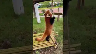 Remember to hold the rope tightly when swinging to prevent it from falling.🥰🥰🥰 #redpanda #love