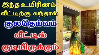 இந்த உயிரினம் வீட்டிற்கு வந்தால் குலதெய்வம் வீட்டில் குடியிருக்கும் | Astrology | T Tamil Technology