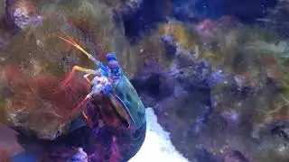 Bruce the Mantis shrimp on the hunt (4K)
