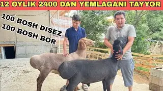12 OYLIK QOCHQORLAR QO'ZICHOG NARXLARDA