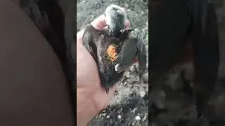 NEMUIN ANAK AYAM PART 1