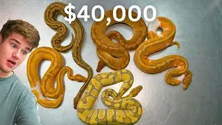 We Spent $40 000 On New Snakes